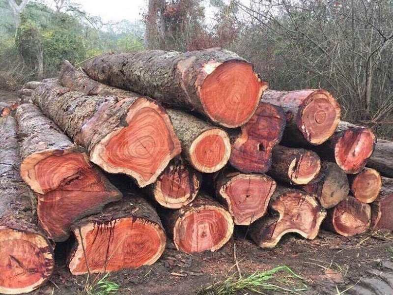Top 5 loại gỗ tự nhiên thường dùng trong sản xuất đồ gỗ nội thất